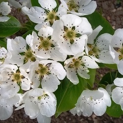 Jigsaw puzzle: Pear blossoms