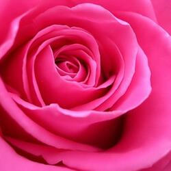 Jigsaw puzzle: Pink rose