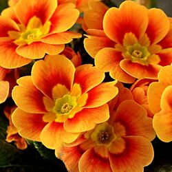 Jigsaw puzzle: Orange flowers