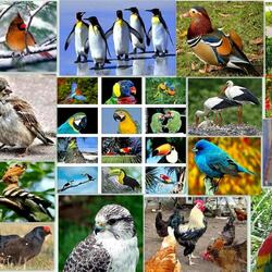 Jigsaw puzzle: Bird collage