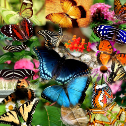 Jigsaw puzzle: Butterflies
