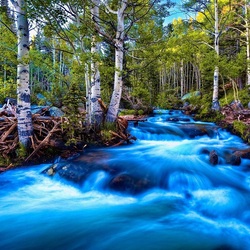 Jigsaw puzzle: Water stream in a birch forest