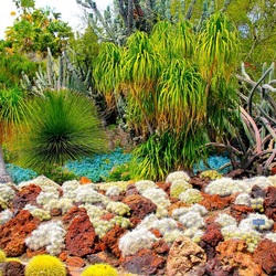 Jigsaw puzzle: Variety of cacti