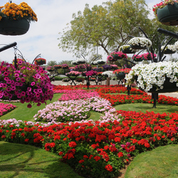 Jigsaw puzzle: The world's largest flower park