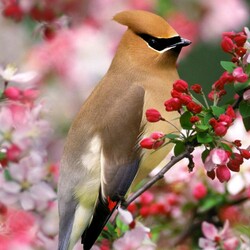 Jigsaw puzzle: Waxwing in the spring