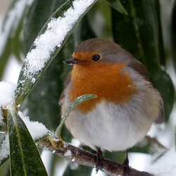 Jigsaw puzzle: Cold to a little bird in winter
