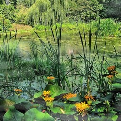 Jigsaw puzzle: Beautiful pond