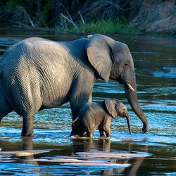 Jigsaw puzzle: To a watering hole