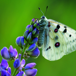 Jigsaw puzzle: Butterfly on a flower