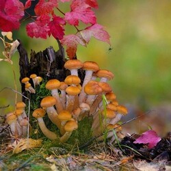 Jigsaw puzzle: Honey mushrooms on a hemp