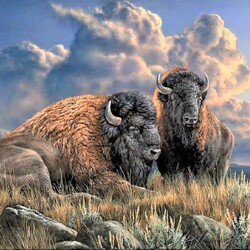 Jigsaw puzzle: Bison