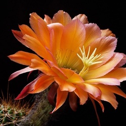Jigsaw puzzle: Bloomed cactus