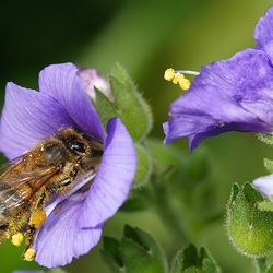 Jigsaw puzzle: Bee on a flower