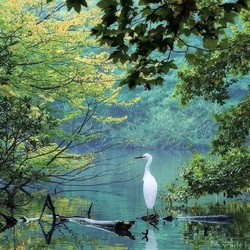 Jigsaw puzzle: Egret on the pond