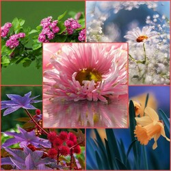 Jigsaw puzzle: Photo sketches of flowers