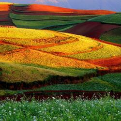 Jigsaw puzzle: Colored fields