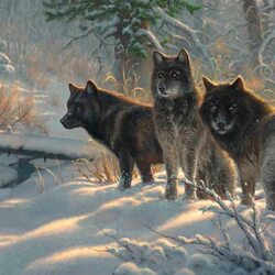 Jigsaw puzzle: Three wolves