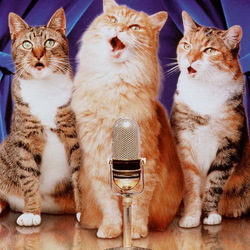 Jigsaw puzzle: Singing cats