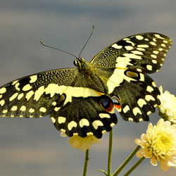 Jigsaw puzzle: Butterfly on a flower