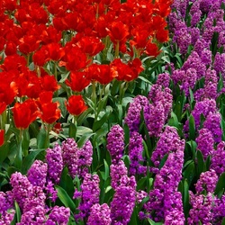 Jigsaw puzzle: Tulips and hyacinths