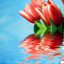 Jigsaw puzzle: Tulips on the water