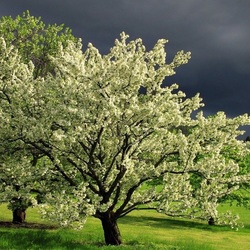 Jigsaw puzzle: Apple tree in bloom