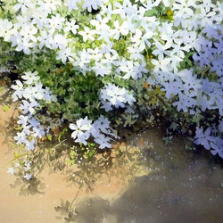 Jigsaw puzzle: White flowers