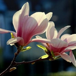 Jigsaw puzzle: Magnolia blossom