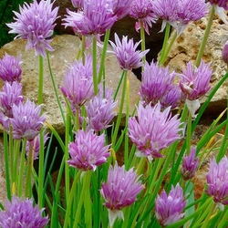 Jigsaw puzzle: Onion blooms