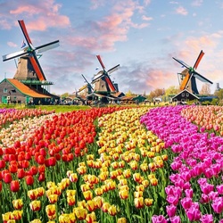 Jigsaw puzzle: Mills and tulips