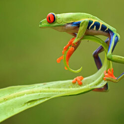 Jigsaw puzzle: Red eyed tree frog