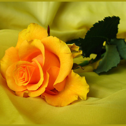 Jigsaw puzzle: Yellow rose