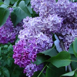 Jigsaw puzzle: Lilac bloomed in my garden
