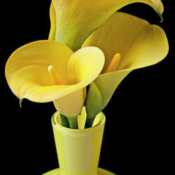 Jigsaw puzzle: Yellow calla lilies