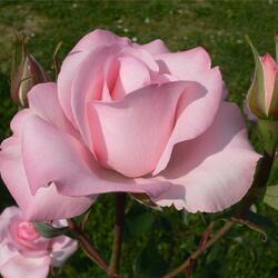 Jigsaw puzzle: Pink rose