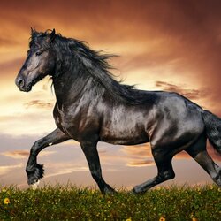 Jigsaw puzzle: Trot through the meadow