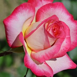 Jigsaw puzzle: Rosebud