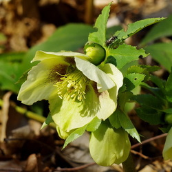 Jigsaw puzzle: Hellebore