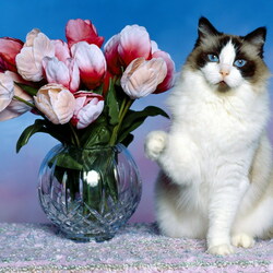 Jigsaw puzzle: Cat and tulips