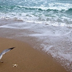 Jigsaw puzzle: Seagull on the shore