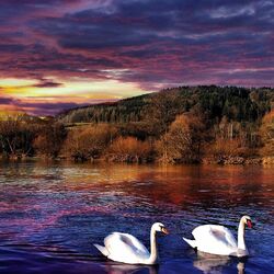 Jigsaw puzzle: Swans on the river