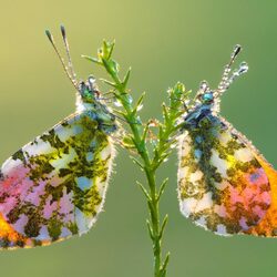 Jigsaw puzzle: Two butterflies