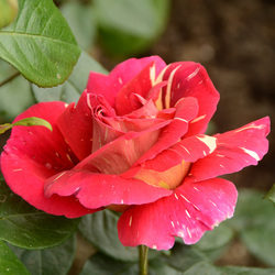 Jigsaw puzzle: Rose in the garden