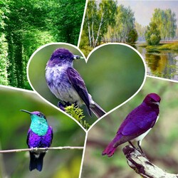Jigsaw puzzle: Purple birds