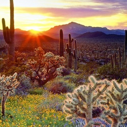 Jigsaw puzzle: Sun among cacti