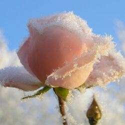 Jigsaw puzzle: A cloud of roses