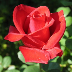 Jigsaw puzzle: Red rose