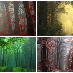 Jigsaw puzzles on topic «Forest»