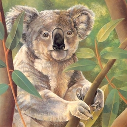 Jigsaw puzzle: Koala
