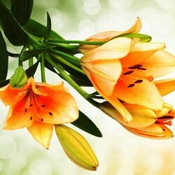 Jigsaw puzzle: Fragrant lilies
